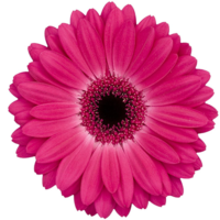 flower_small.png
